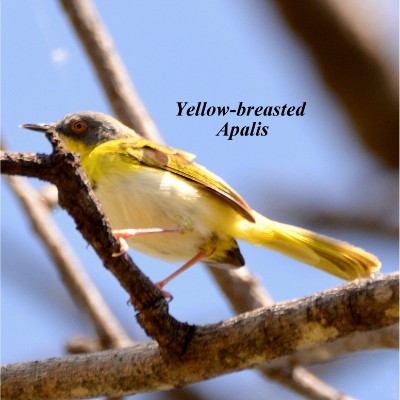 Yellow-breasted Apalis